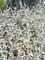 Cerastium grandiflorum (fam Caryophyllacees) (Balkans, Caucase) (4) (Photo F. Mrugala)